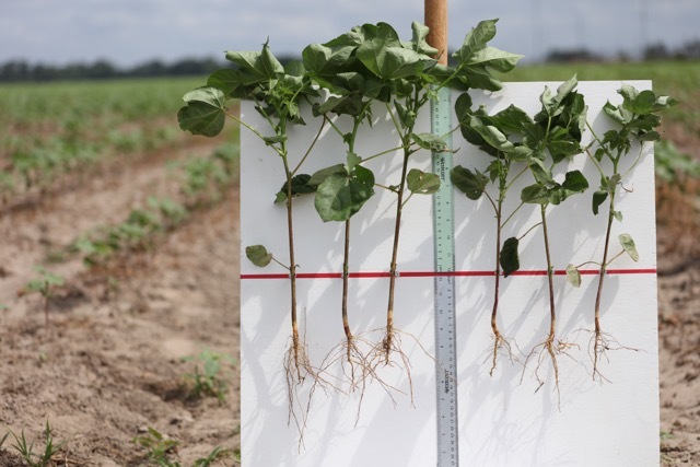 Cotton Roots